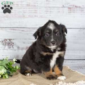 Twila, Miniature Australian Shepherd Puppy